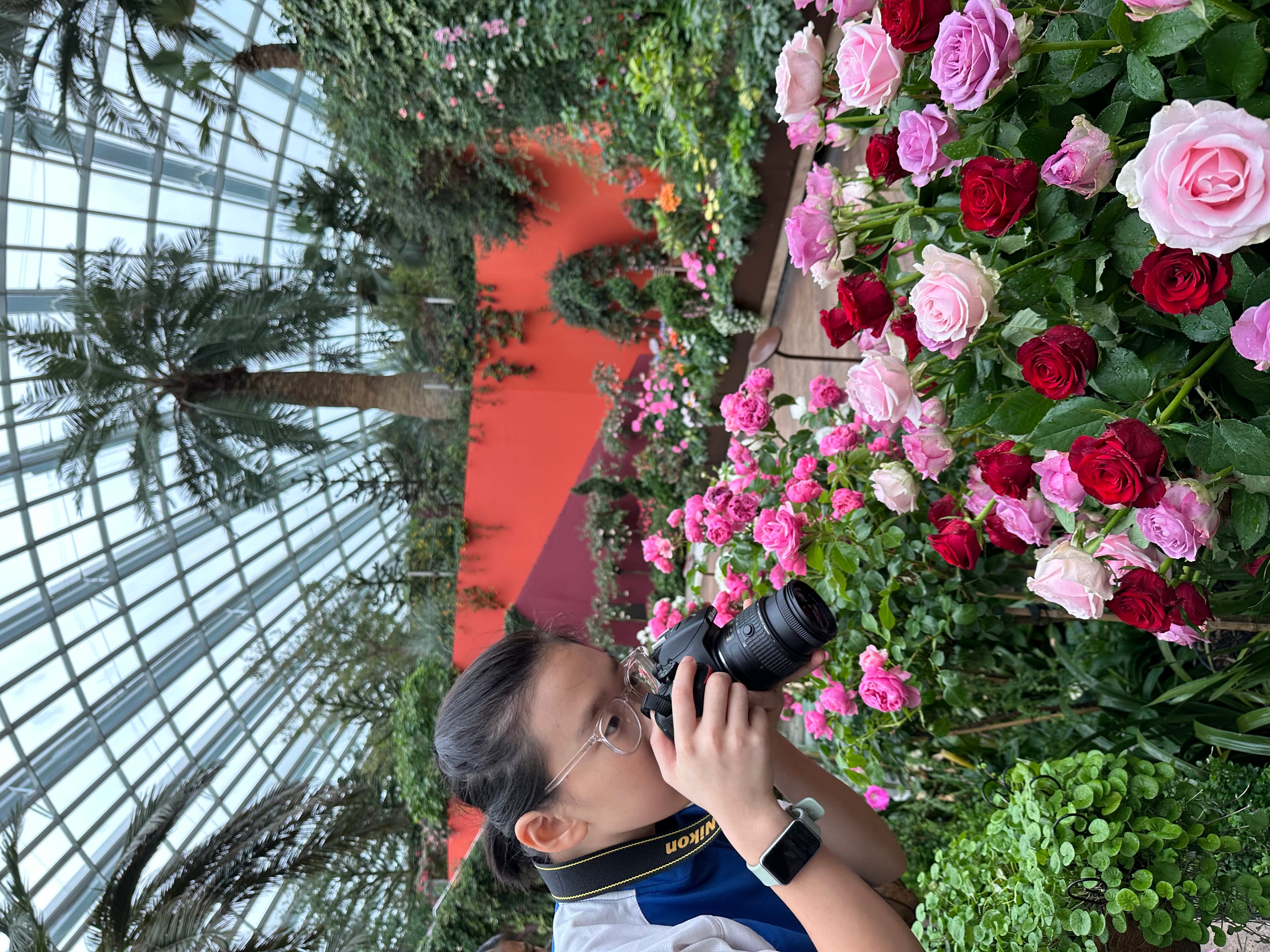 Person with glasses photographs pink and red roses in a greenhouse with palm trees and glass roof.
